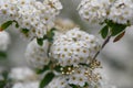 Bridal-wreath Spiraea x vanhouttei, white flowers